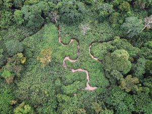 <p>加蓬的米孔戈森林。该国是地球上森林最茂密的国家之一。图片来源：Alamy</p>