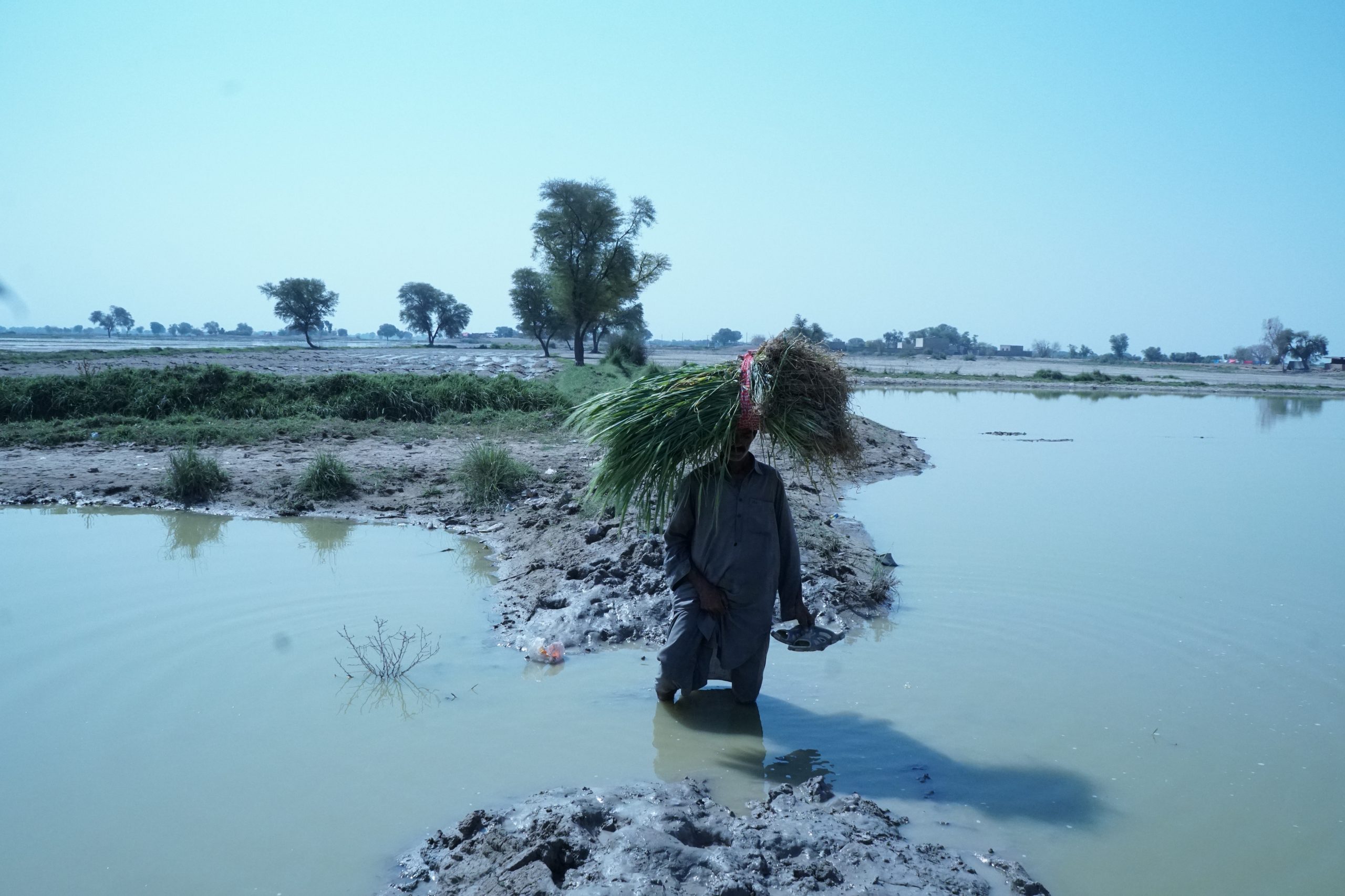 man carrying bundle of grass on head through floodwater