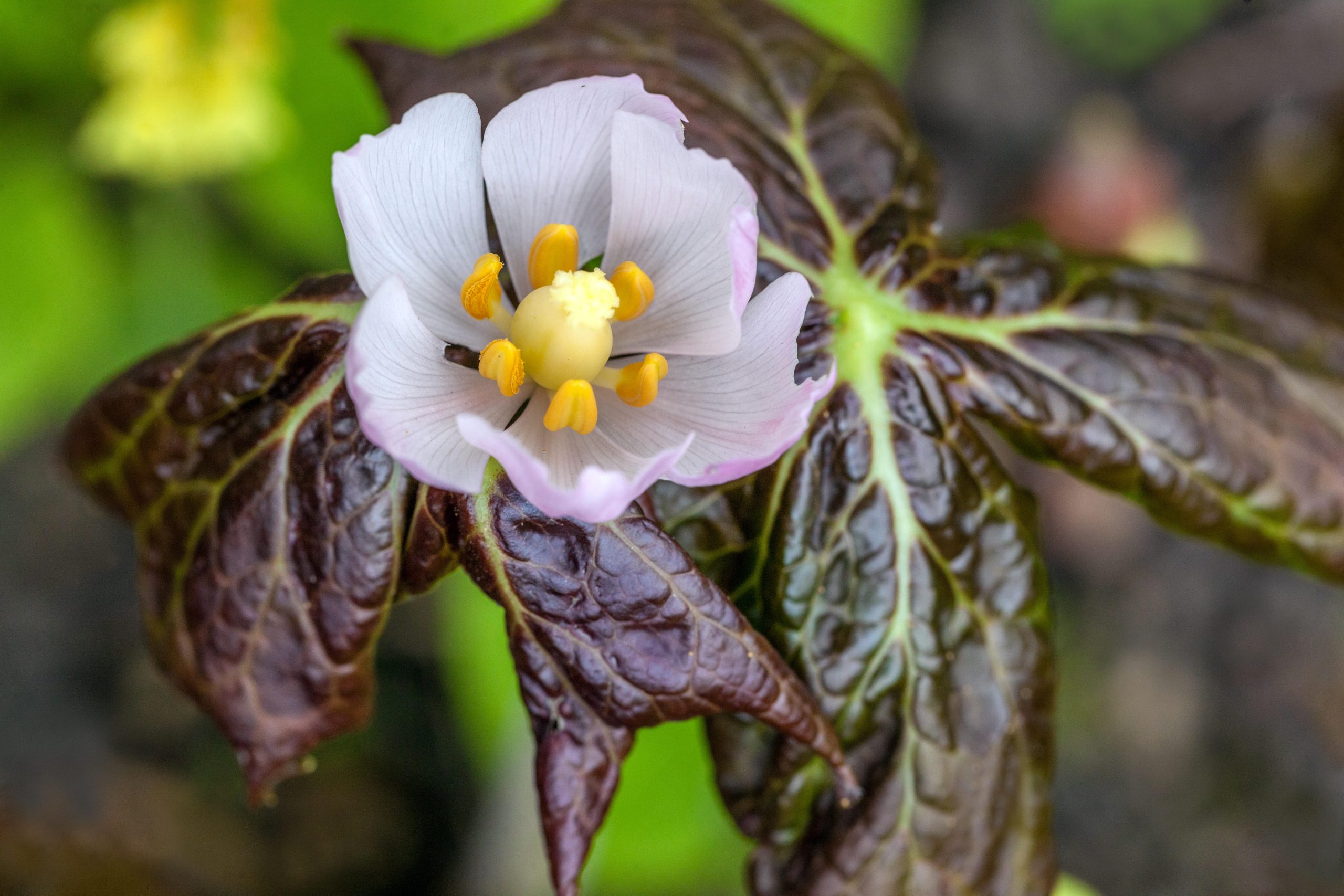 Podophyllum hexandrum