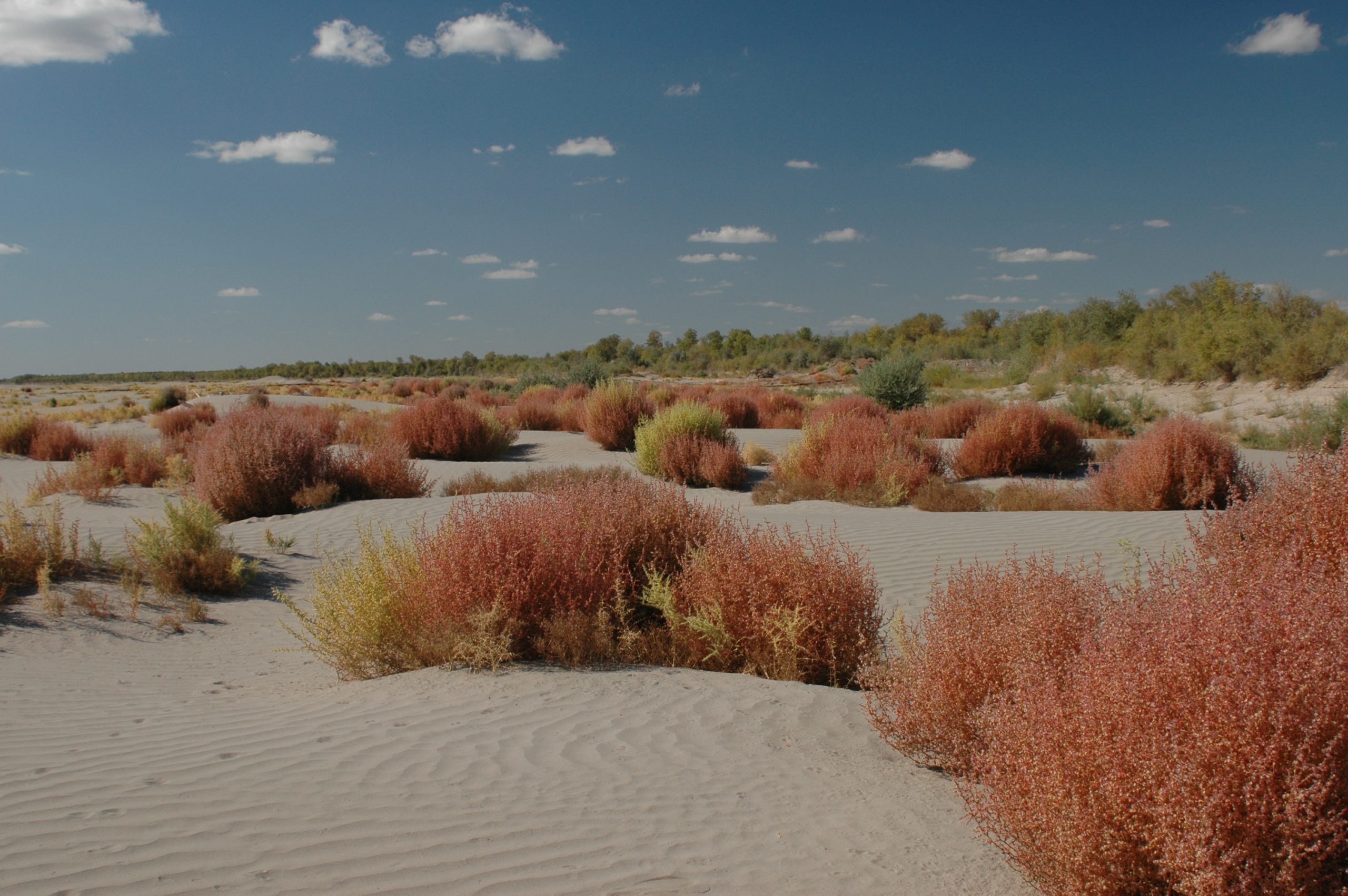 plants growing in dry riverbed
