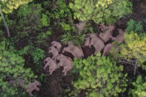 Aerial photo of herd of wild Asian elephants