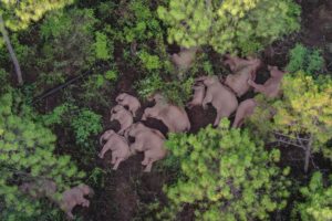 <p>2021年，云南省14头野生亚洲象的意外迁徙在中国引起了许多讨论，并成为国际头条新闻。图片来源: Alamy</p>