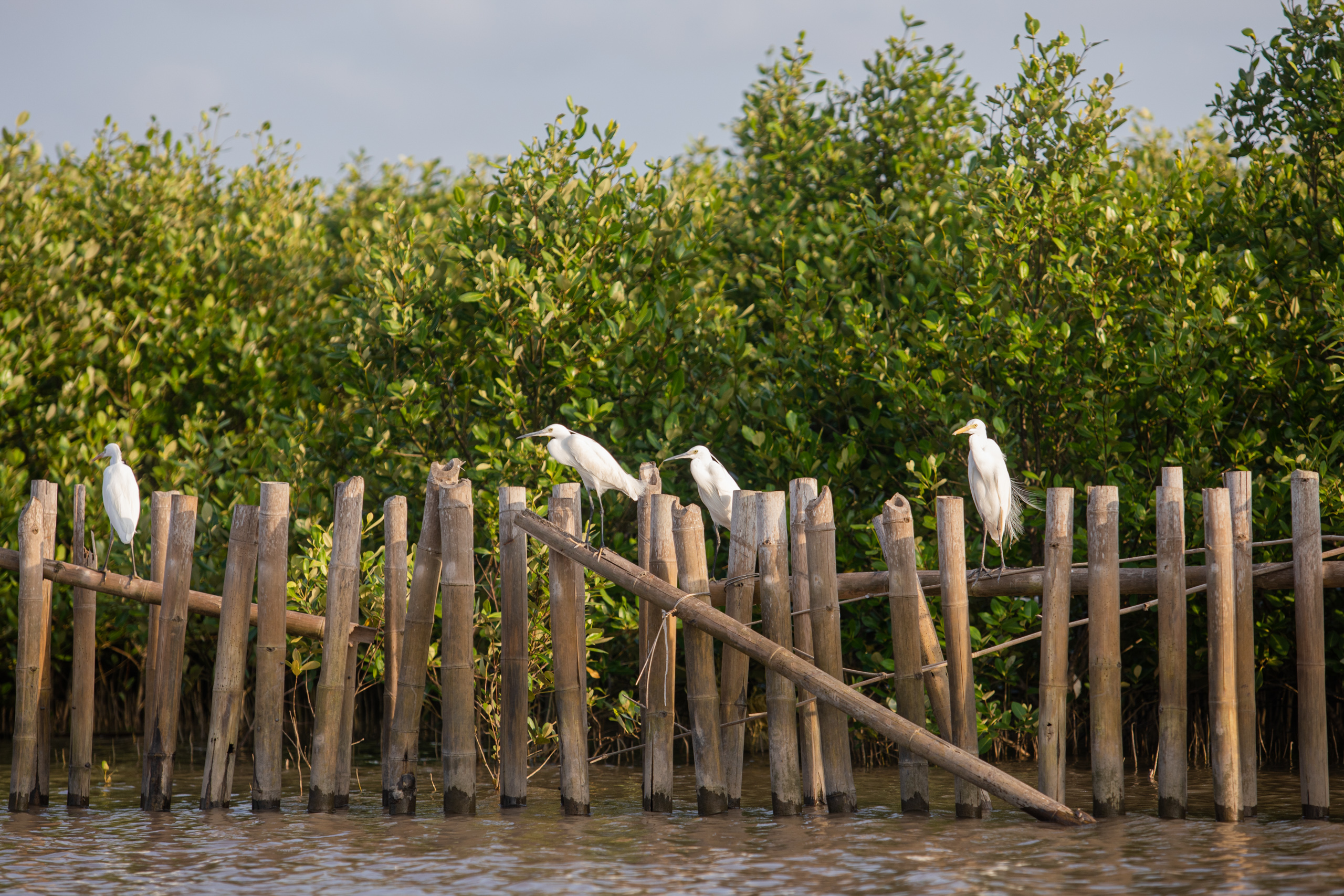 Egrets perch on wooden fences, erected to protect mangrove saplings that have been planted in a coastal alluvial area of Ca Mau Cape National Park