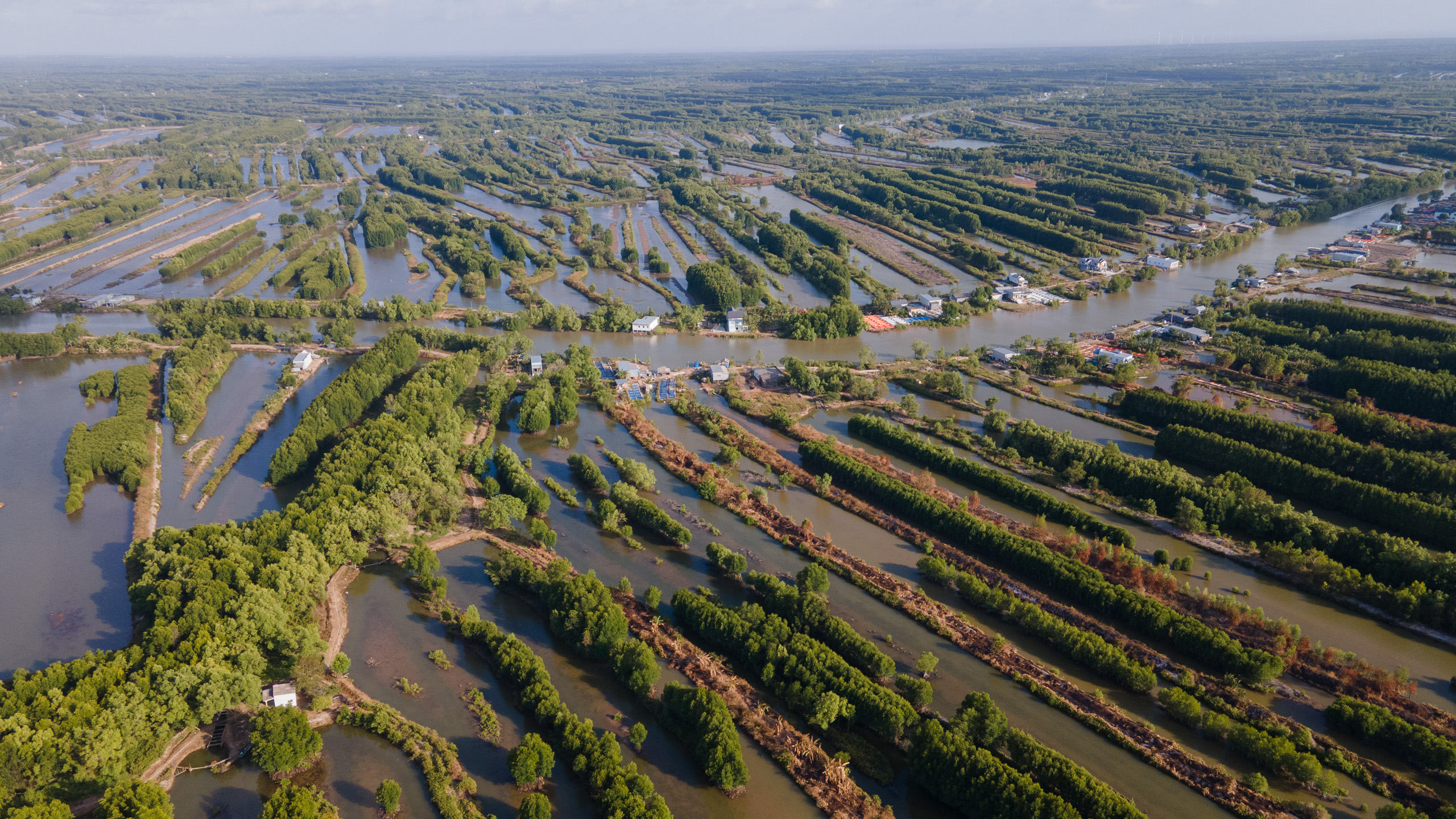 Bird's-eye view of sustainable shrimp-mangrove farms in Vien An Commune, Ngoc Hien District, Ca Mau Province, Vietnam.