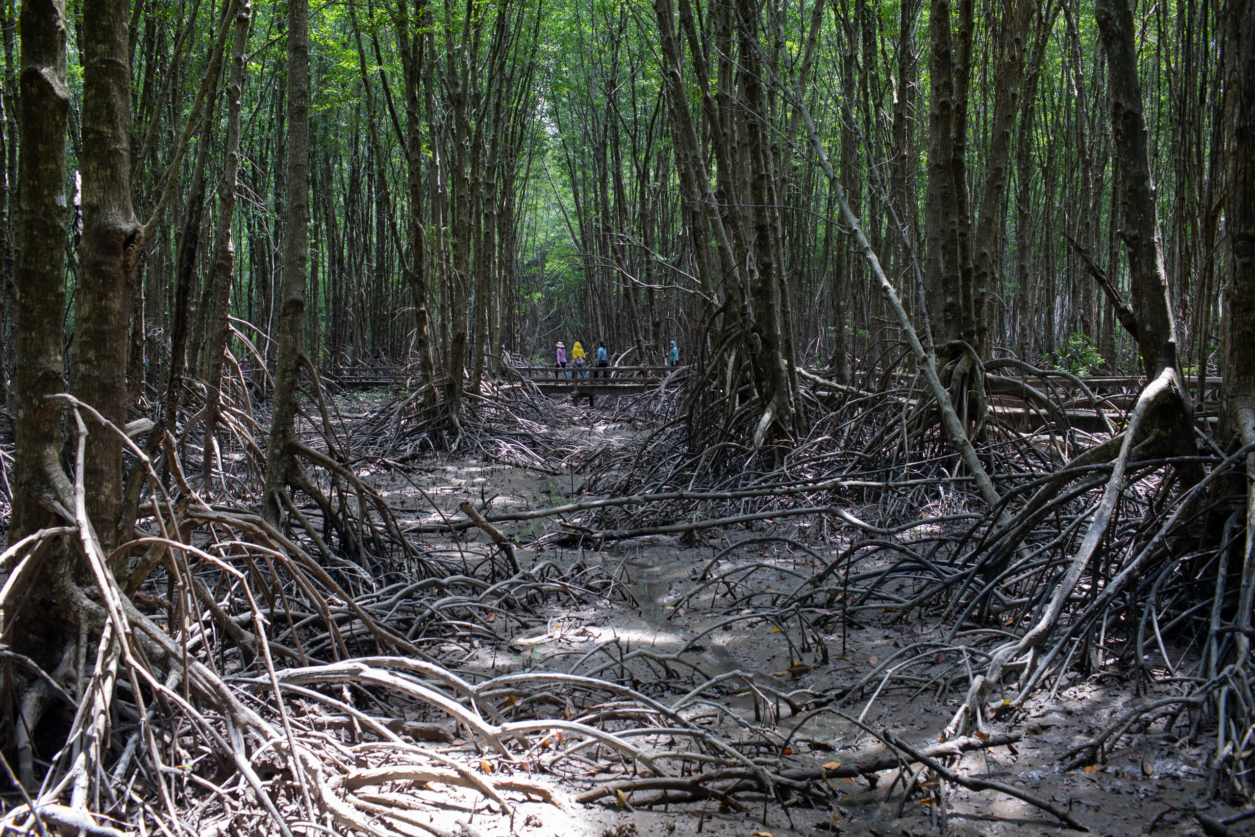 Tourists in Ca Mau Cape National Park, a wetland designated as of international importance under the Ramsar Convention