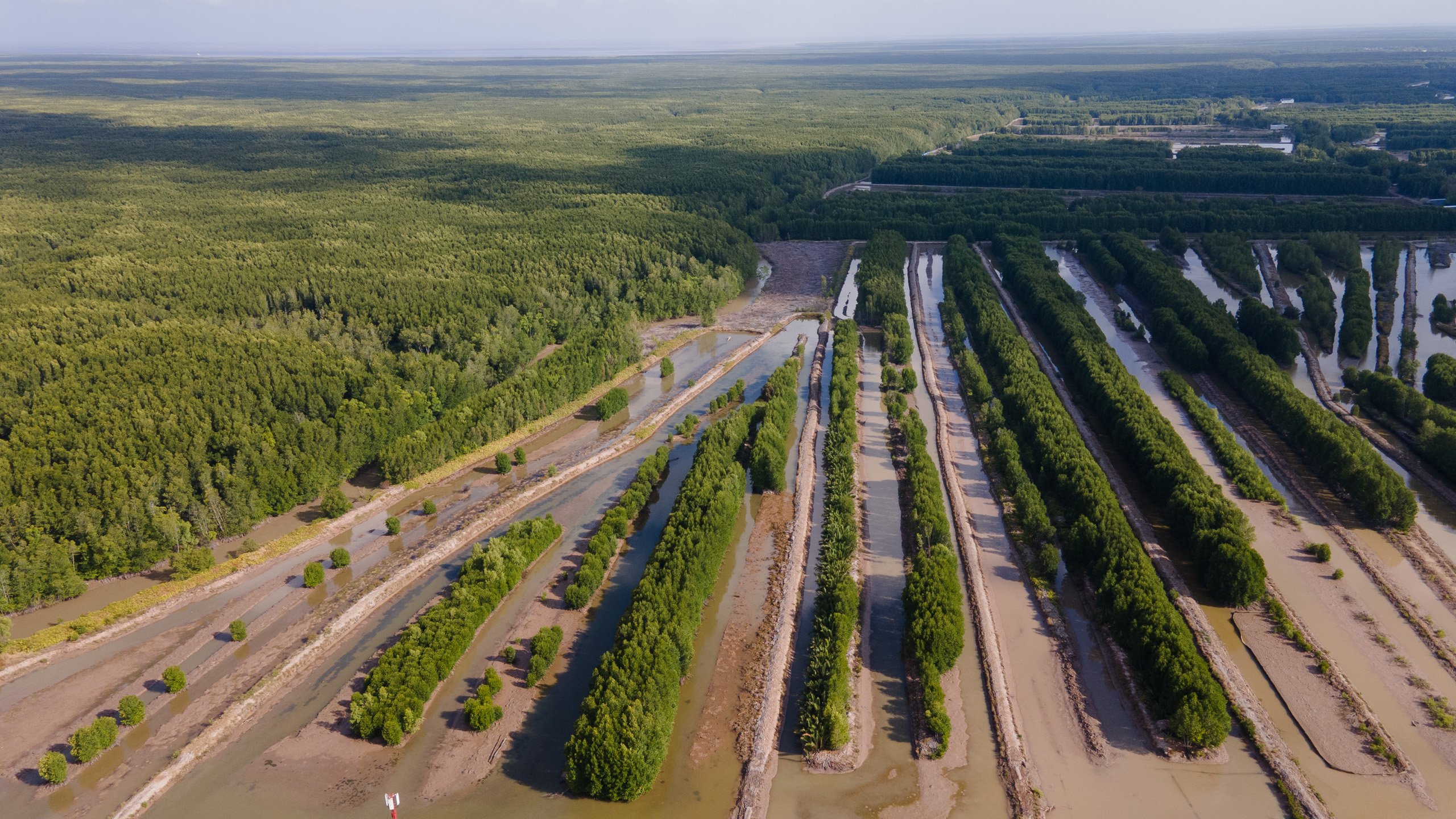 A comparison shot between the natural mangrove preservation zone (L) in the Ca Mau Cape National Park and one of the farms following the integrate shrimp-mangroves systems
