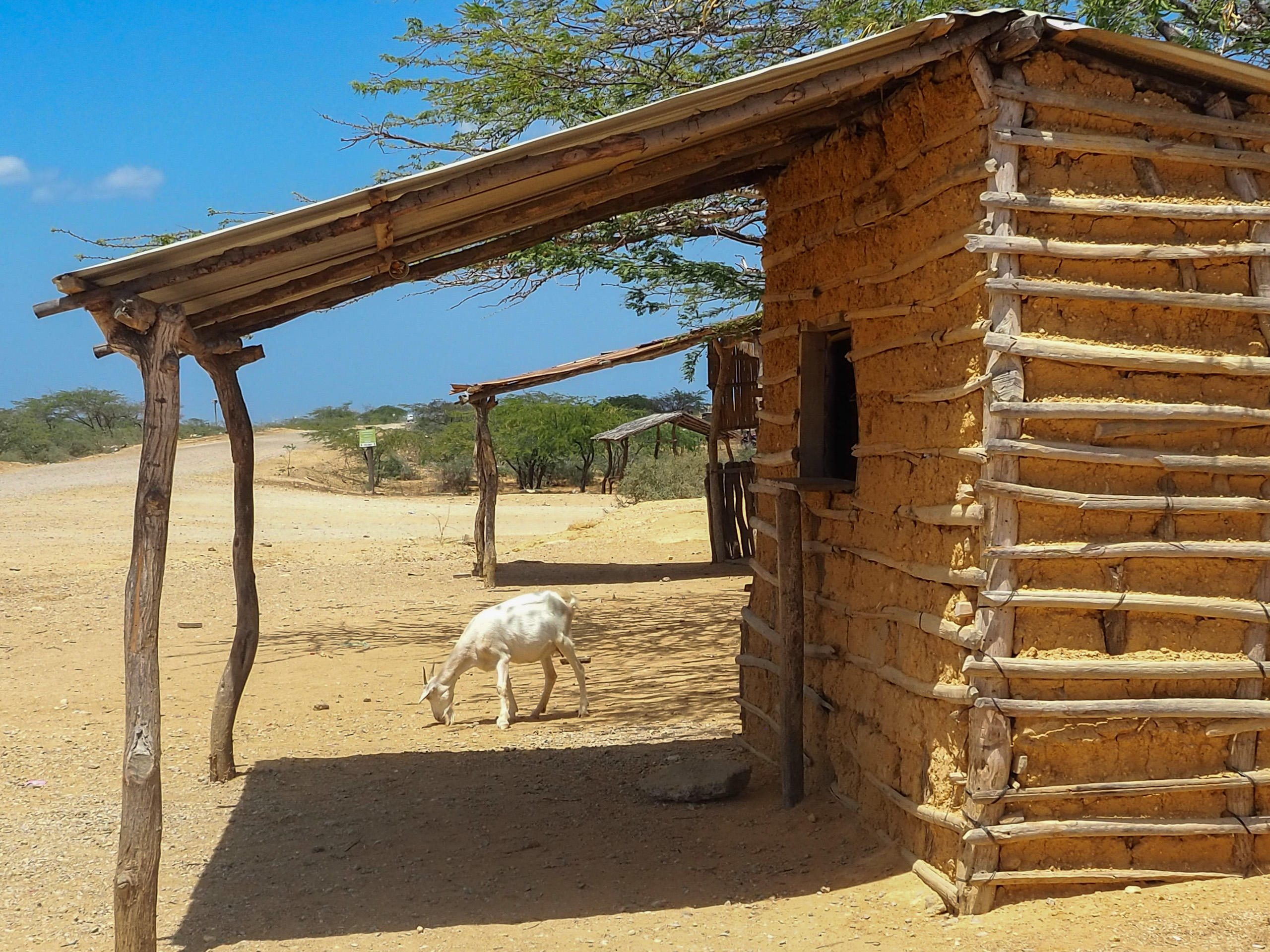 A goat in front of a traditional wattle and daub house