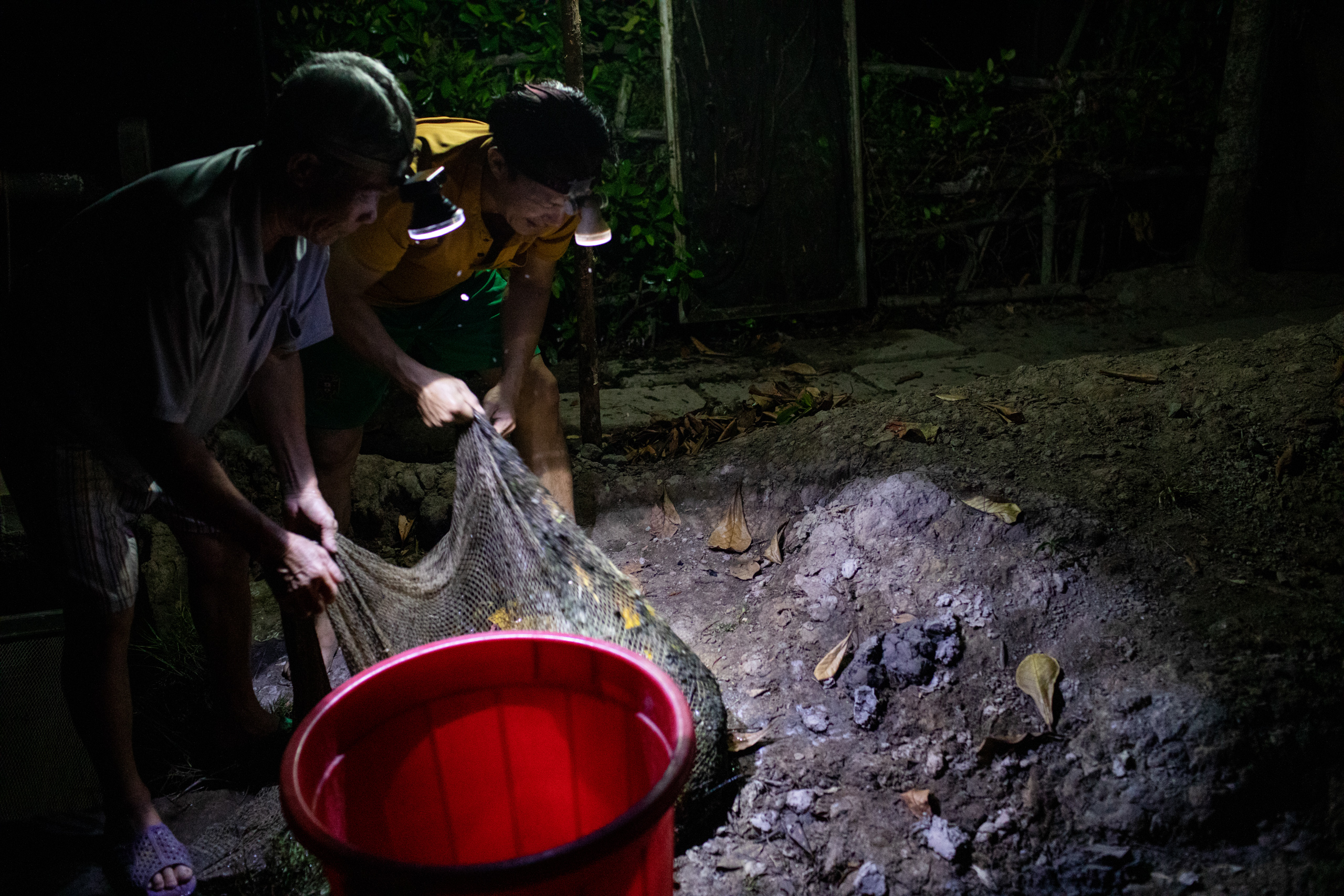Thac and his father pulled a funnel-shaped net of about 2-3m long to harvest the shrimps on the evening of March 22