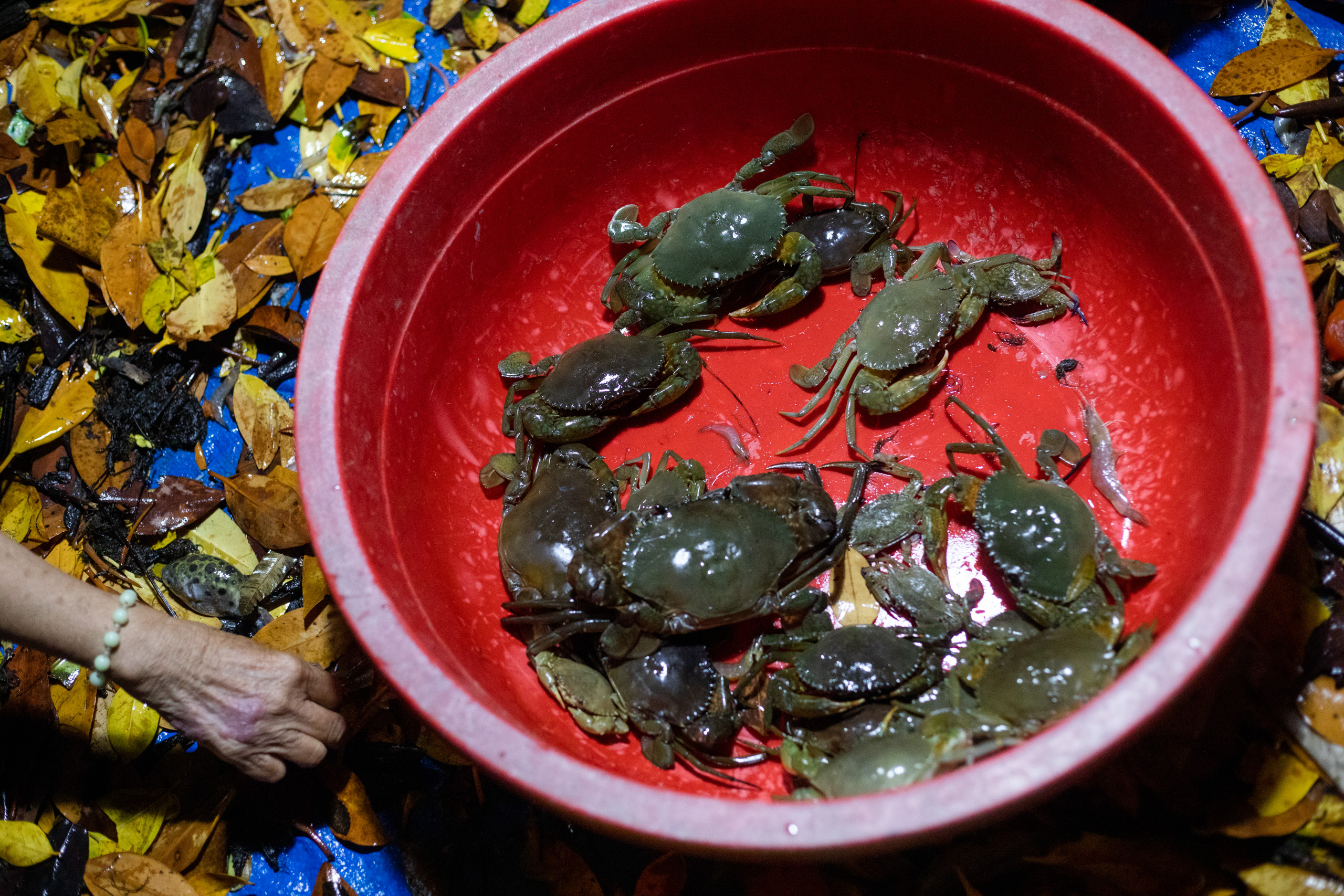 Thac added crabs and fish in the ponds’ habitat to “ensure some certain balance in their local ecology.” 