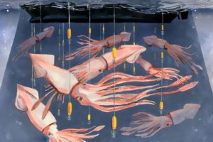 Overfishing of global squid stocks