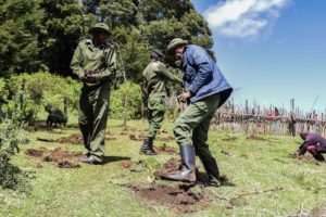 Kenya forest service rangers plant tree seedlings at a deforested area inside Mau Forest