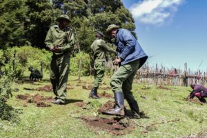 <p>Kenya Forest Service rangers plant seedlings at a deforested area of Mau Forest. At the end of last year, the government set a <a href="https://www.businessdailyafrica.com/bd/economy/ruto-eyes-28-per-cent-forest-cover-in-seven-years--4052798">target</a> to increase national tree cover from 8.8% to 28% by the year 2030. (Image: Alamy)</p>