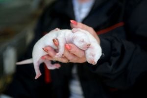 two young mink held in hand with painted nails