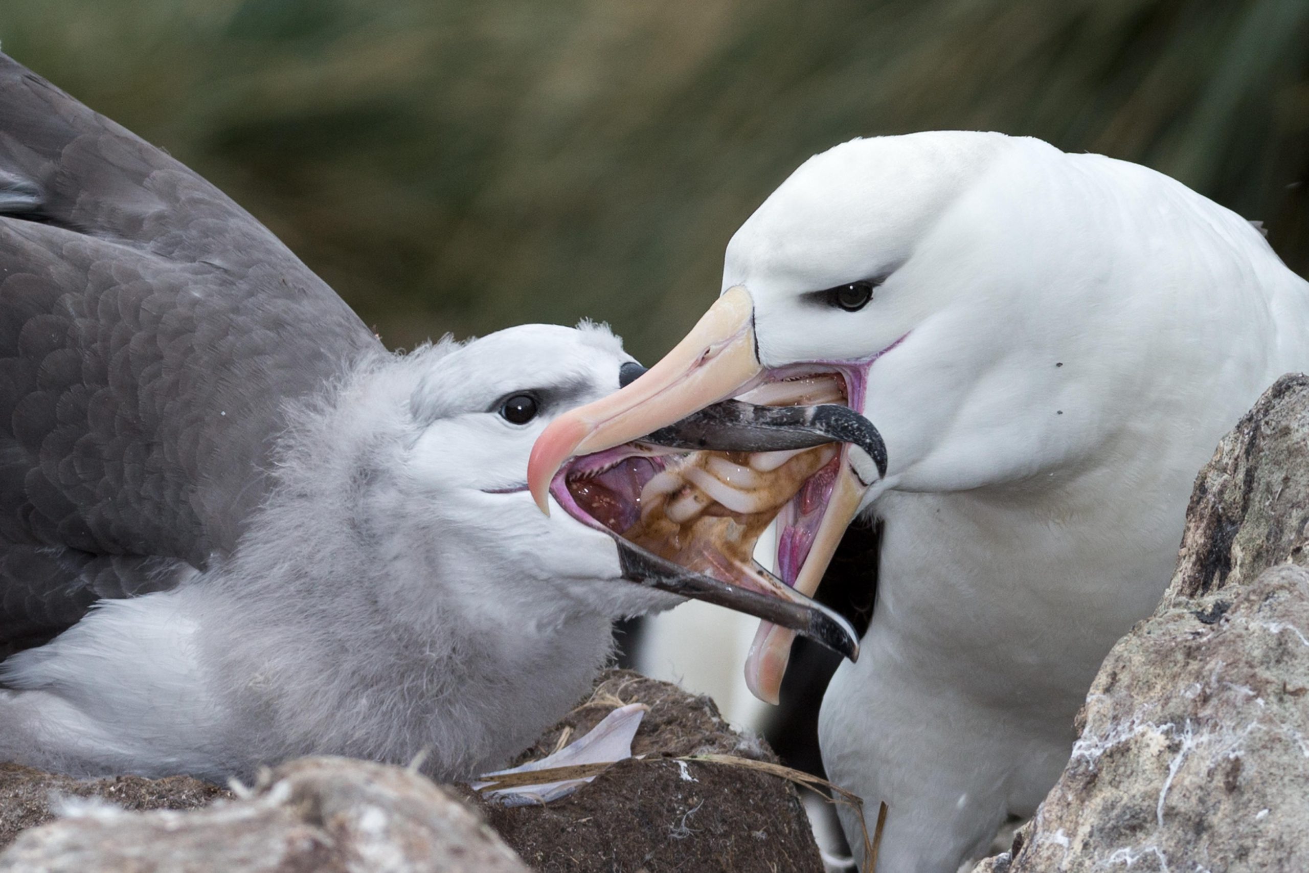 Immature Black-browed albatross being fed squid by adult 