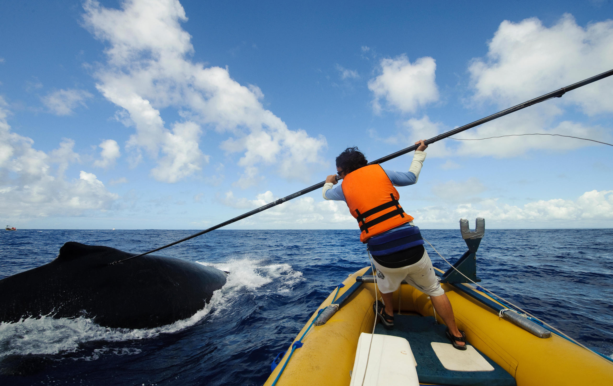 Humpback Whale (Megaptera novaeangliae) being tagged by researcher with satellite radio transmitter 