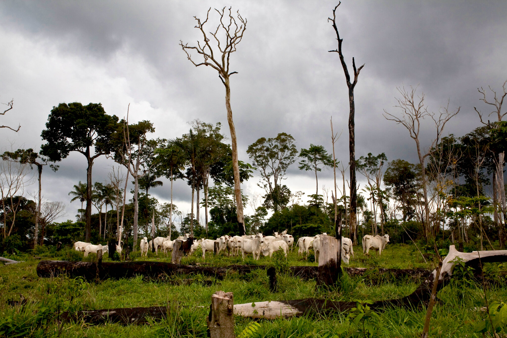 cattle standing under spaced out trees