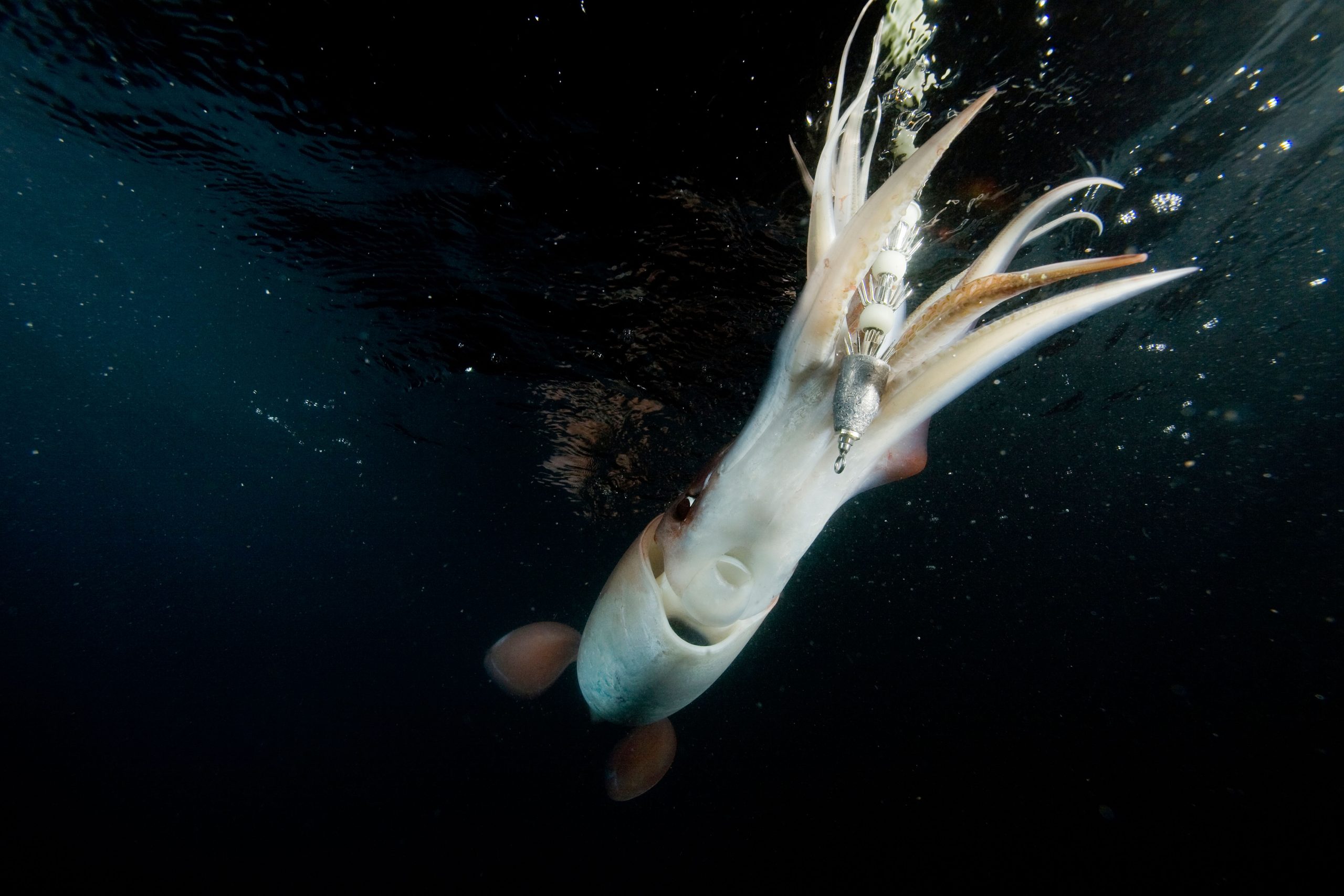 Jumbo Humboldt Squid with squid hook
