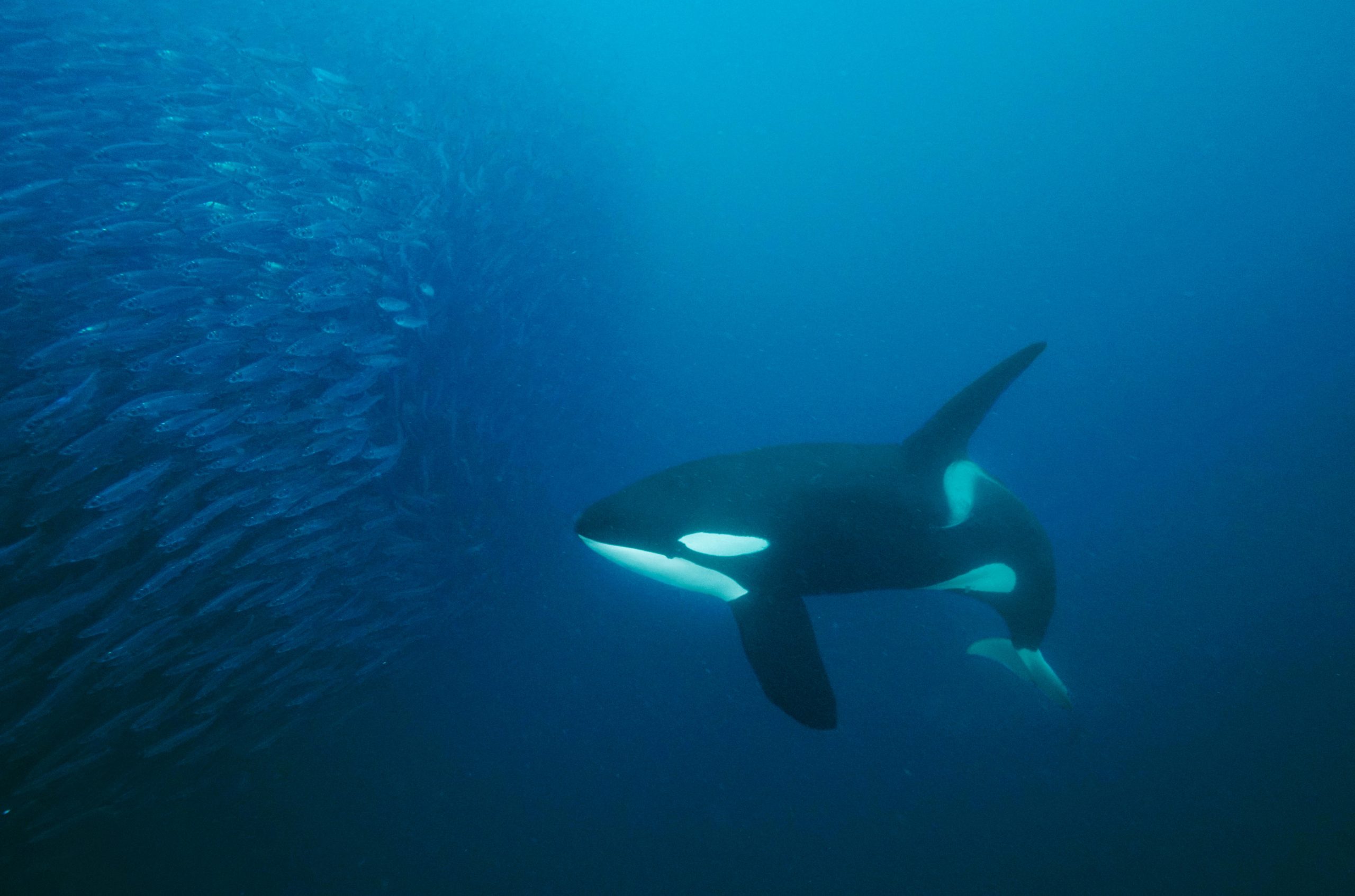 orca near large school of Atlantic herring