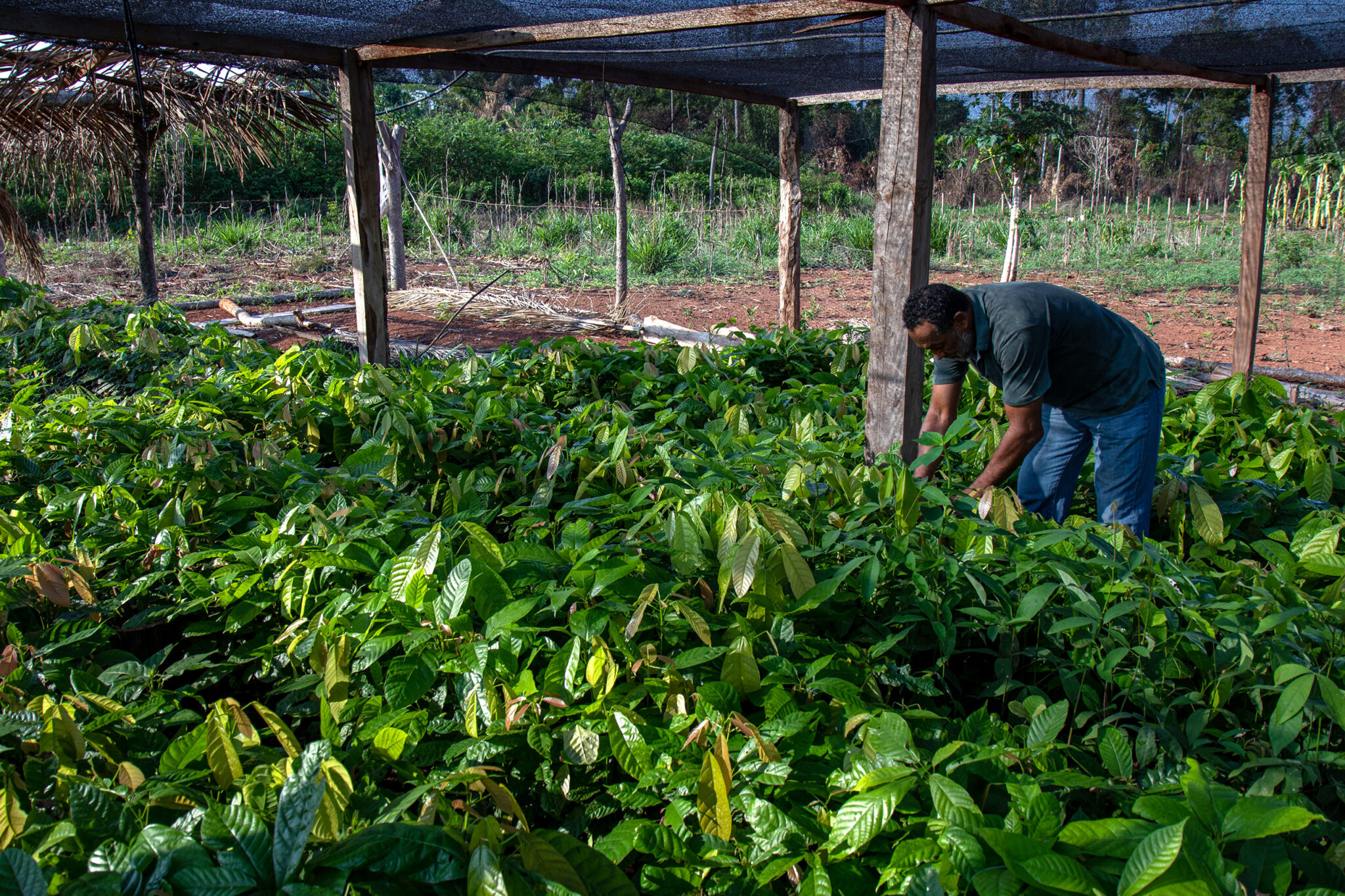 man examining low plants