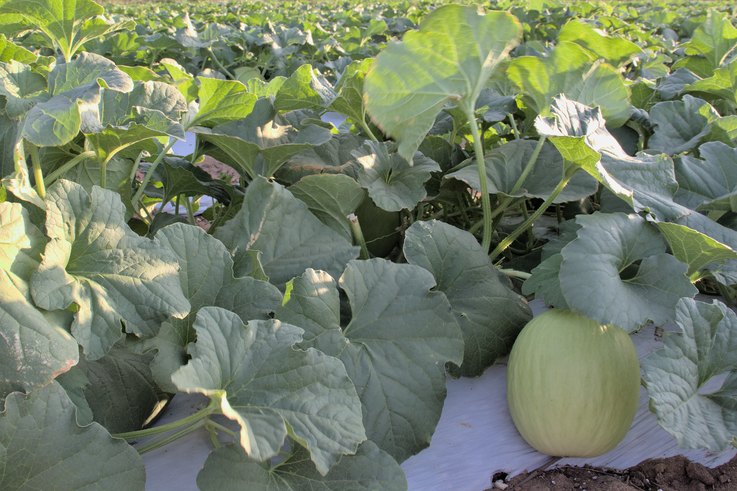 Melons depend on bees for pollination. Agricola Famosa reportedly maintains 6,500 beehives to support its production, using exotic species 
