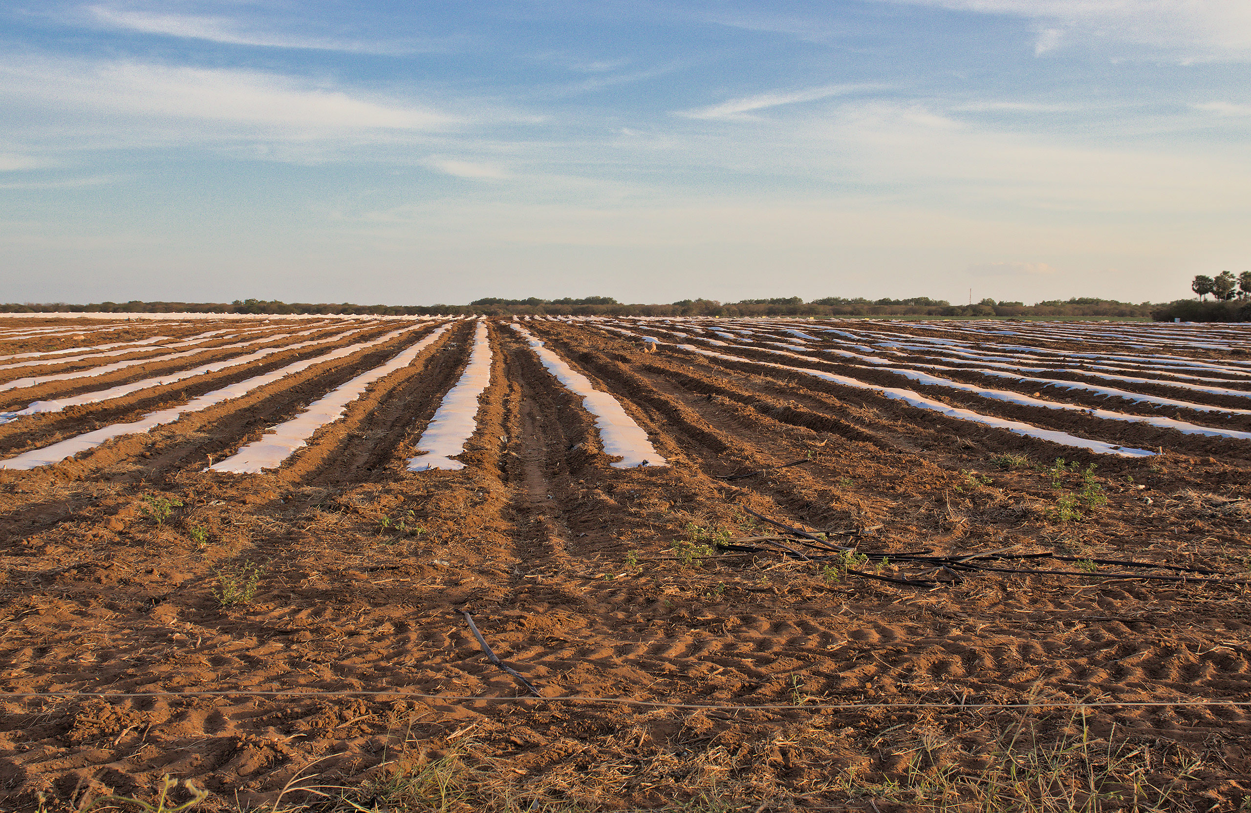 Melon fields in one of Agrícola Famosa’s farms in Ceará state. (Image: Raquel Torres / O Joio e O Trigo, CC BY NC ND)