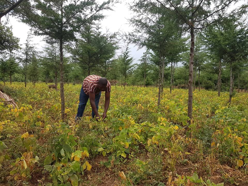A man bends down in a shamba agroforest planted by a Community Forest Association