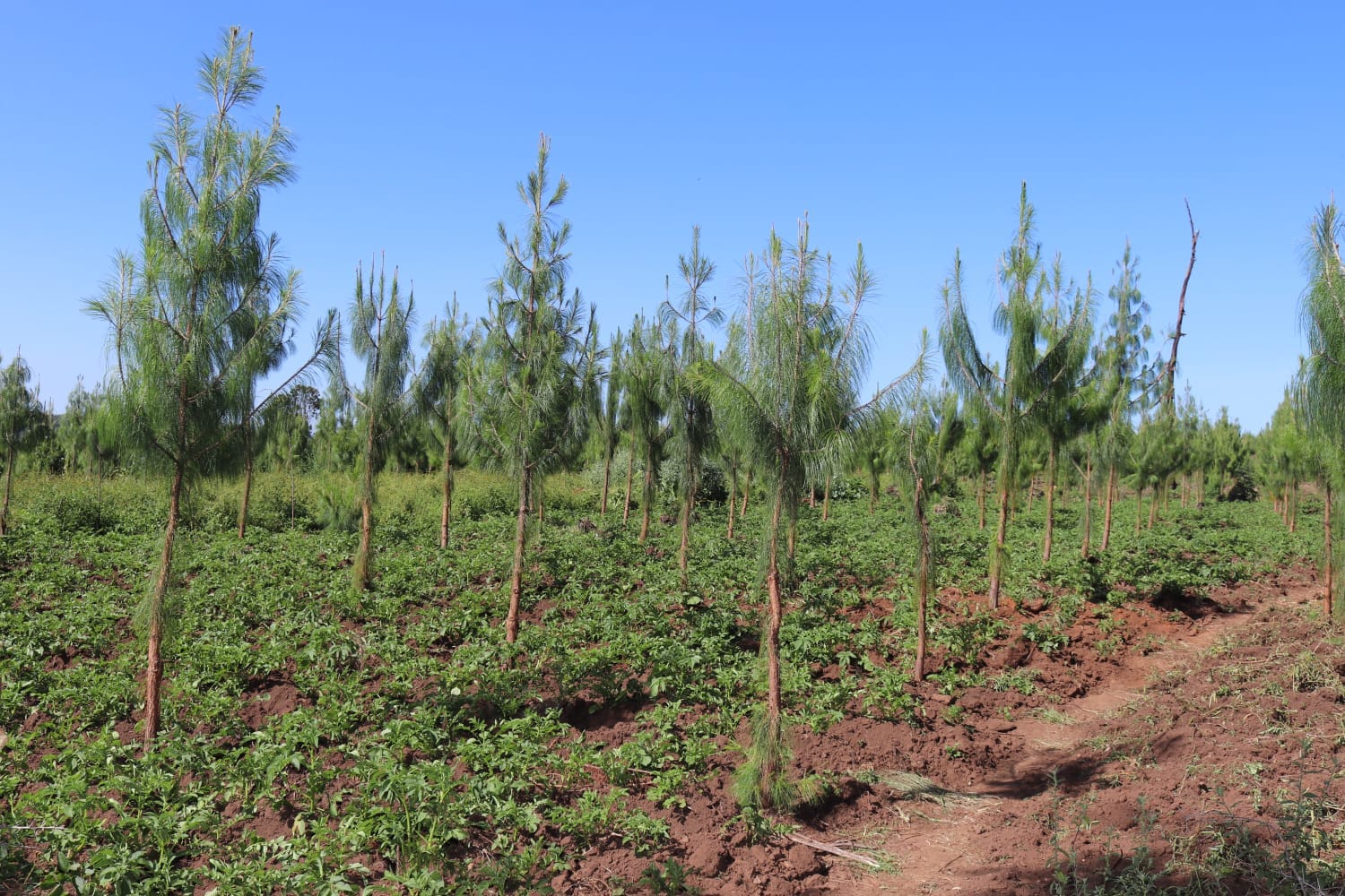 A ‘shamba’ agroforest in Kenya, photographed in September 2022 