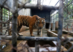 <p>A tiger at a government facility in Thailand. Thailand is one of seven countries which the Secretariat of the Convention on International Trade in Endangered Species, the global wildlife trade agreement, has <a href="https://cites.org/sites/default/files/eng/com/sc/70/E-SC70-51.pdf">identified</a> as having ‘facilities of concern’ suspected of being linked to illegal trade in captive-bred tigers. (Image: Alamy)</p>