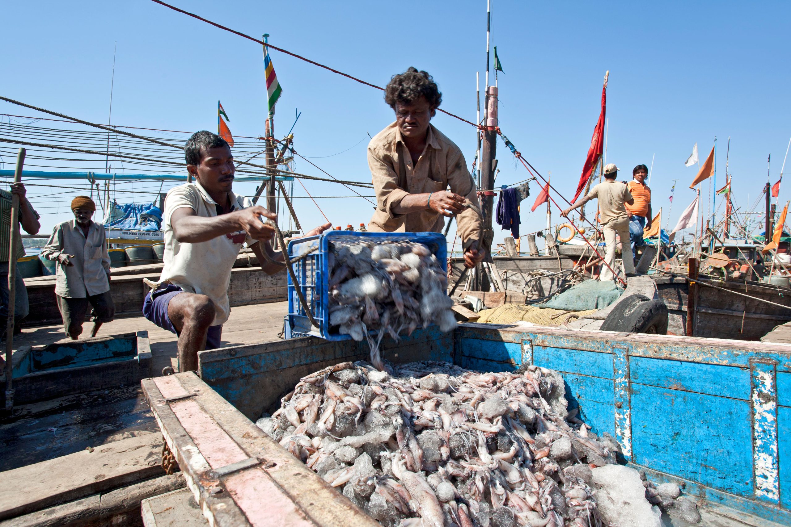 men unloading caught squid