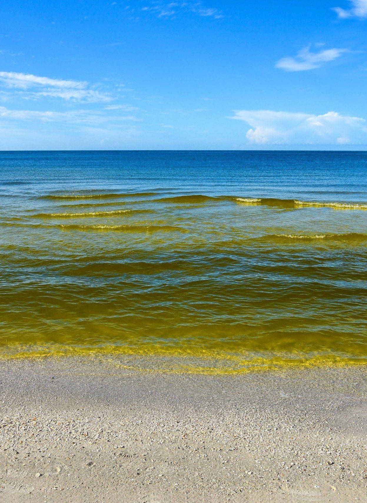 waves carrying algae onto beach