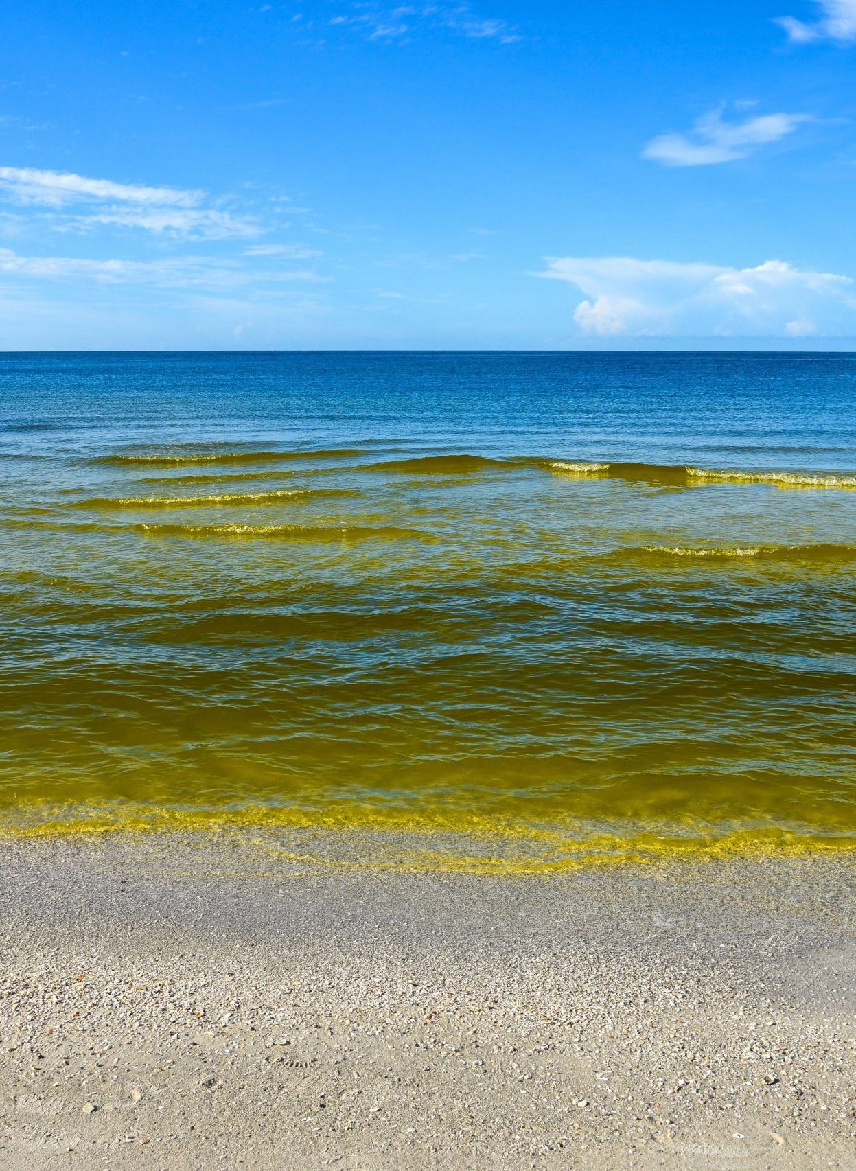 waves carrying algae onto beach