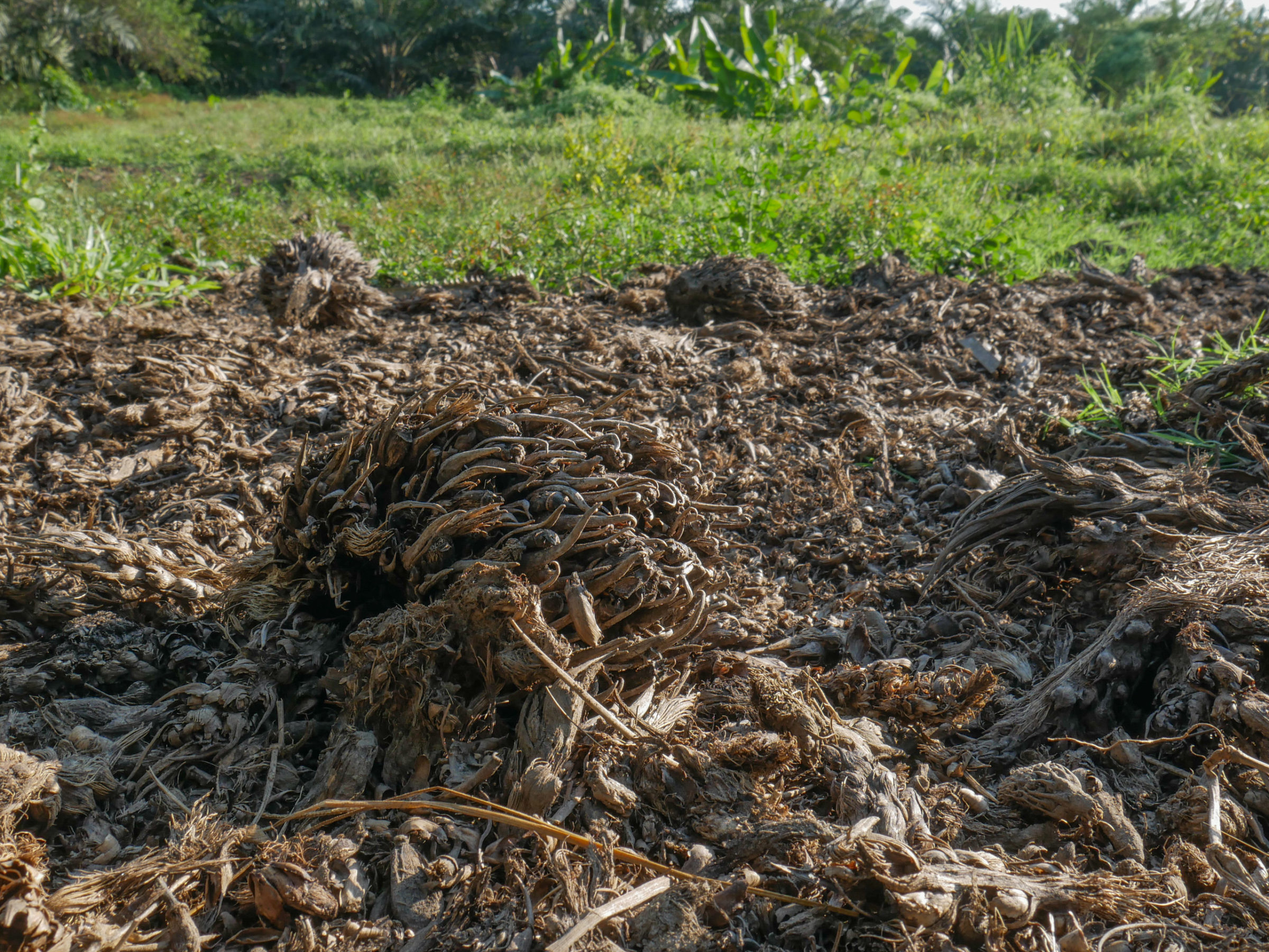 oil palm fruit left to rot Arunachal Pradesh