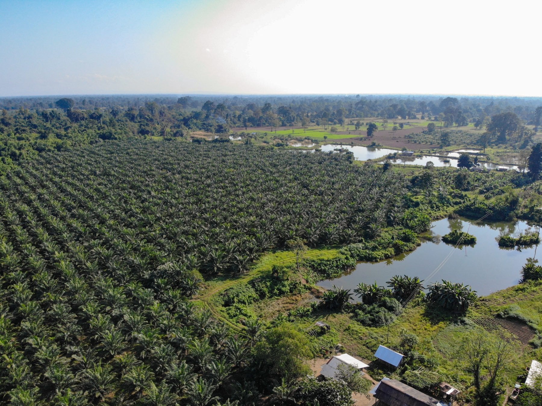 Aerial view of  palm oil plantation in Arunachal Pradesh 