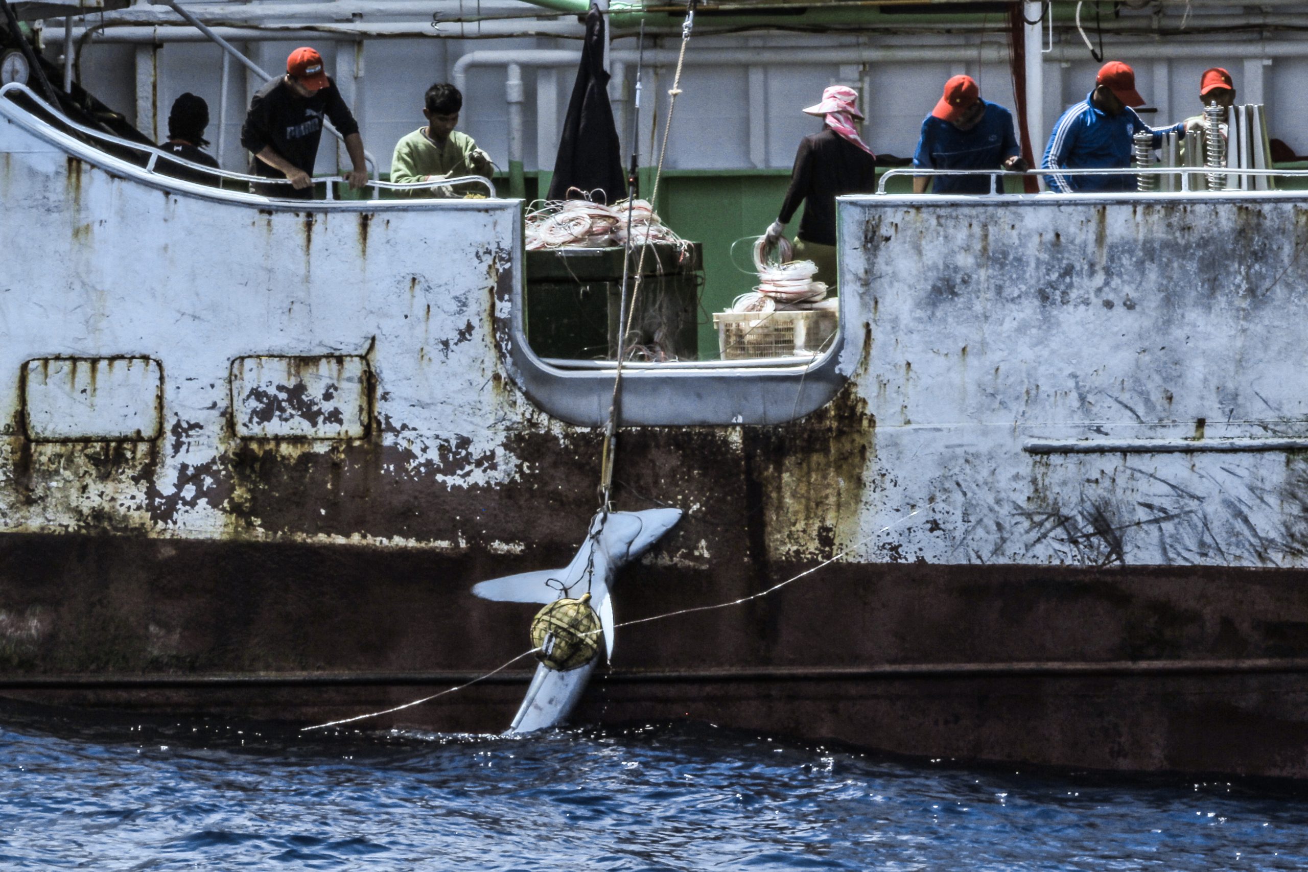 shark being hauled onto a ship