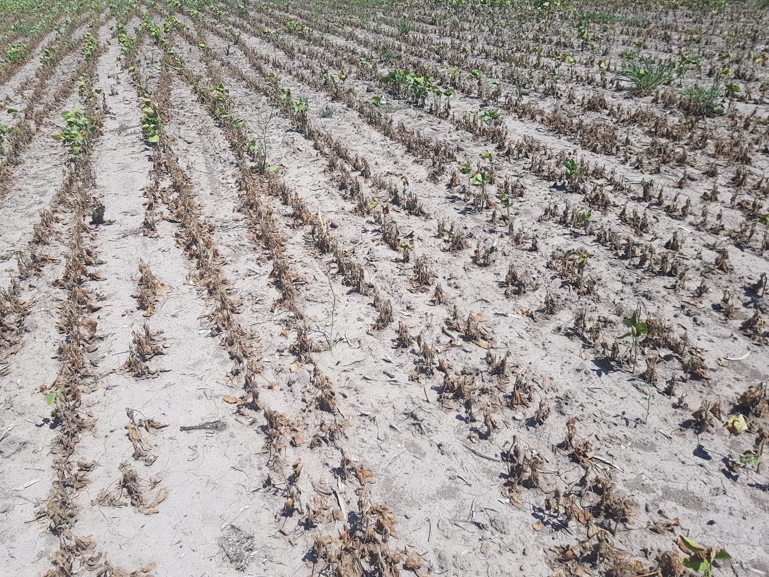 Dry soybean plants in dry soil in Argentina