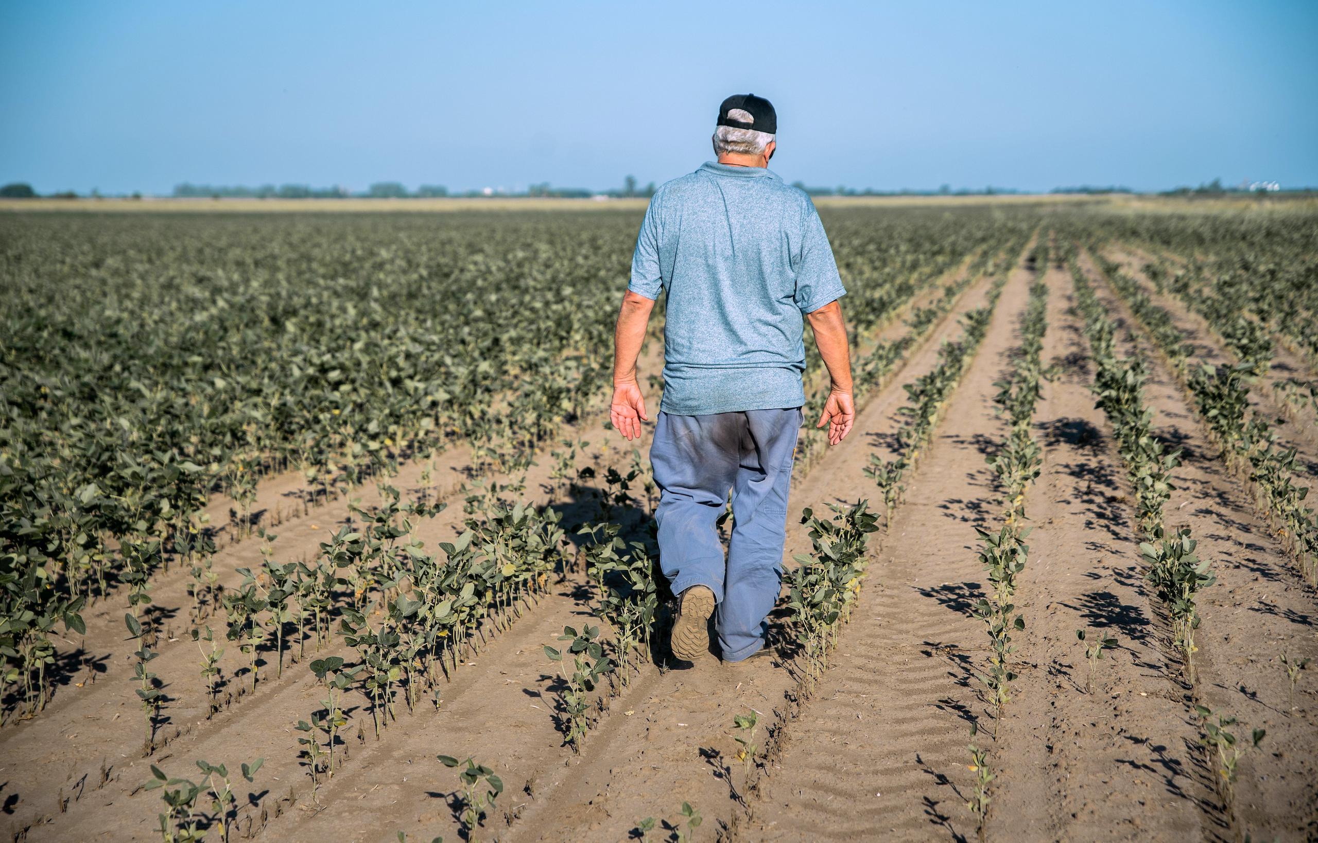 <p>A farmer walks through rows of dry soybean in Correa, Santa Fe province, Argentina, in February 2023. The effects of drought, driven by La Niña, were exacerbated by soil deterioration due to poor agricultural practices (Image: Eduardo Bodiño / Alamy)</p>