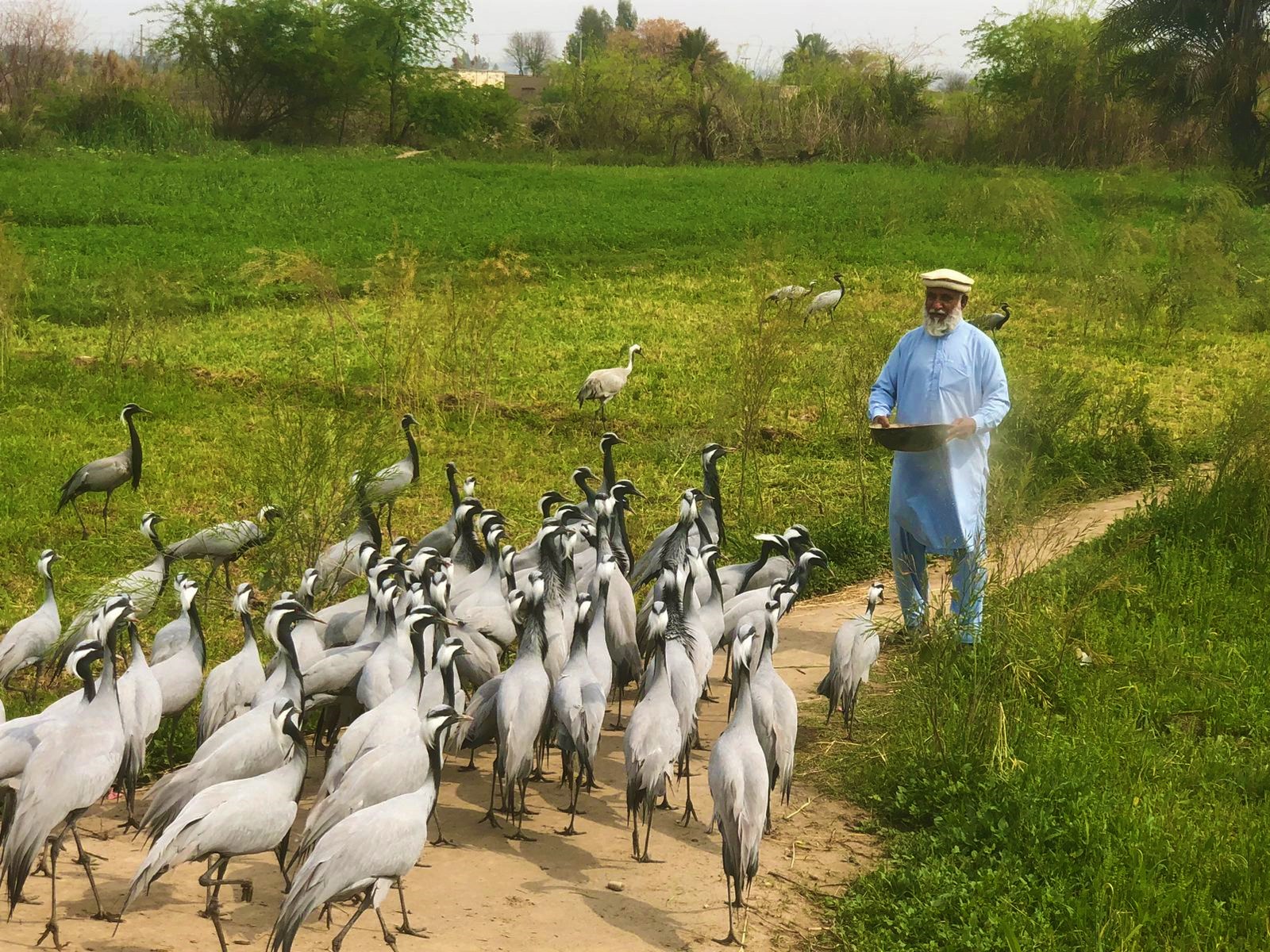 man feeding Zulfiqar Ali in grassy area