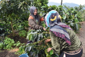 Two farmers are harvesting coffee in Ibun, West Java, Indonesia