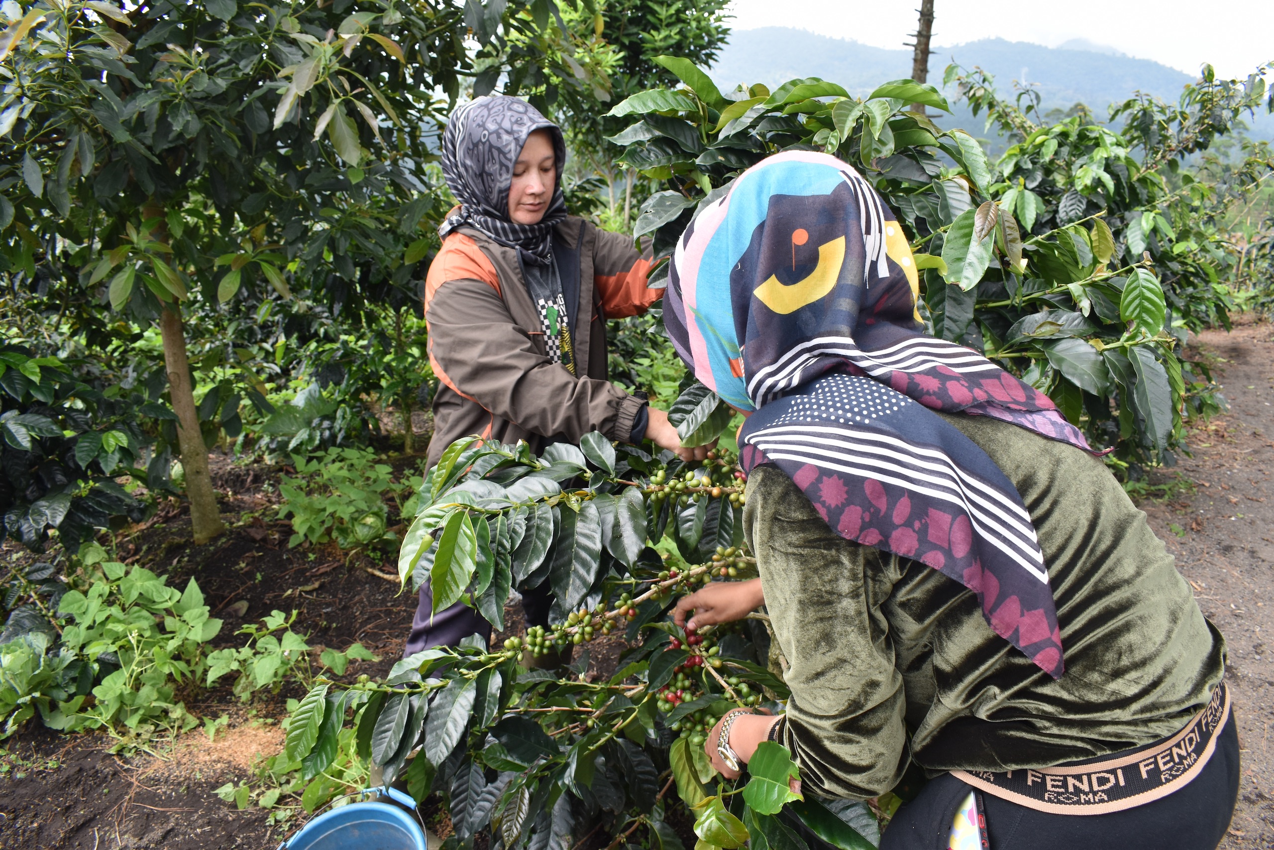 <p>人们在印尼西爪哇伊布恩采摘咖啡。这些咖啡豆即将被加工，加工设施的资金来自努桑塔拉基金。该基金于5月份成立，旨在直接向印尼各地的土著社区提供气候资金支持。图片来源：Fidelis Satriastanti</p>