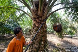<p>印度尼西亚苏门答腊岛，一位农民正在收割油棕果串。马来西亚与印尼的棕榈油产量占全球总产量的<a href="https://dialogue.earth/zh/5/44292/">80%</a>以上。图片来源：© Greenpeace /John Novis</p>