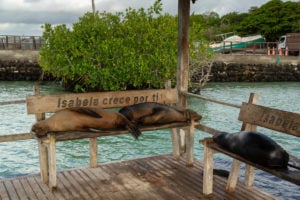 Sea lions resting in a bench in Galapagos Islands, Ecuador