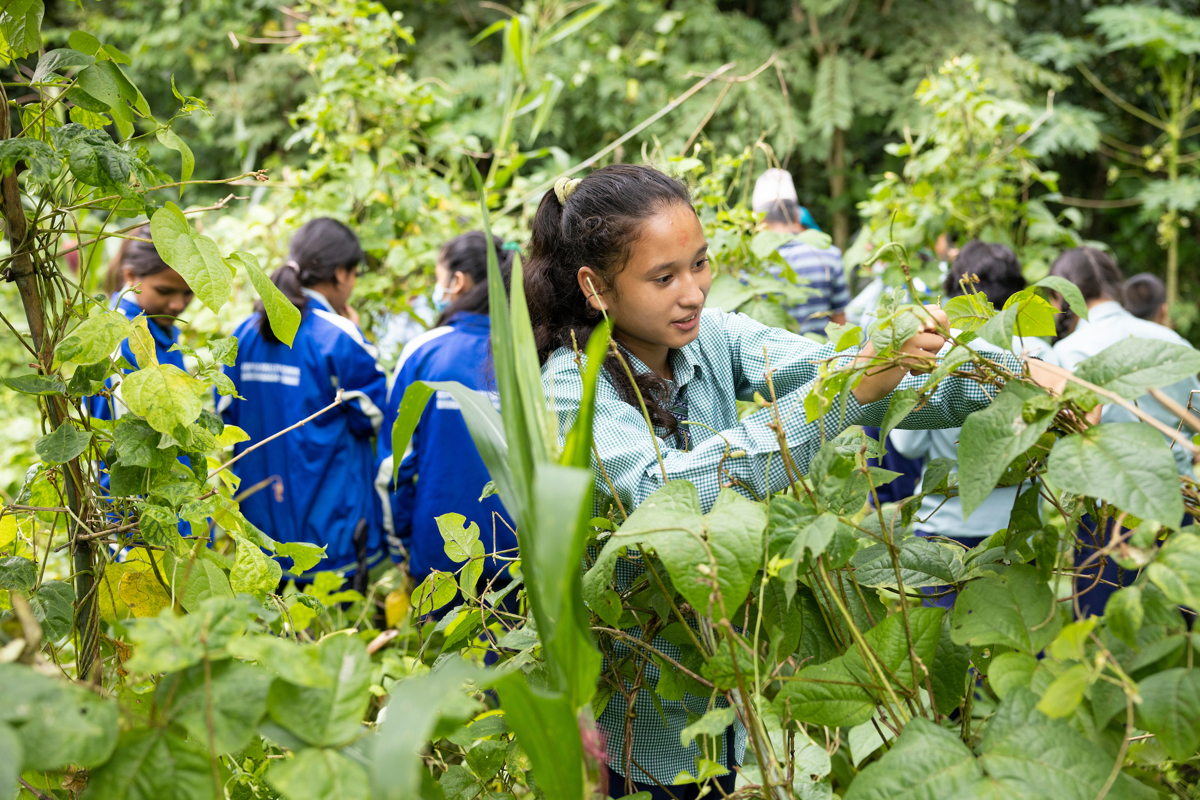 children examining tall plants