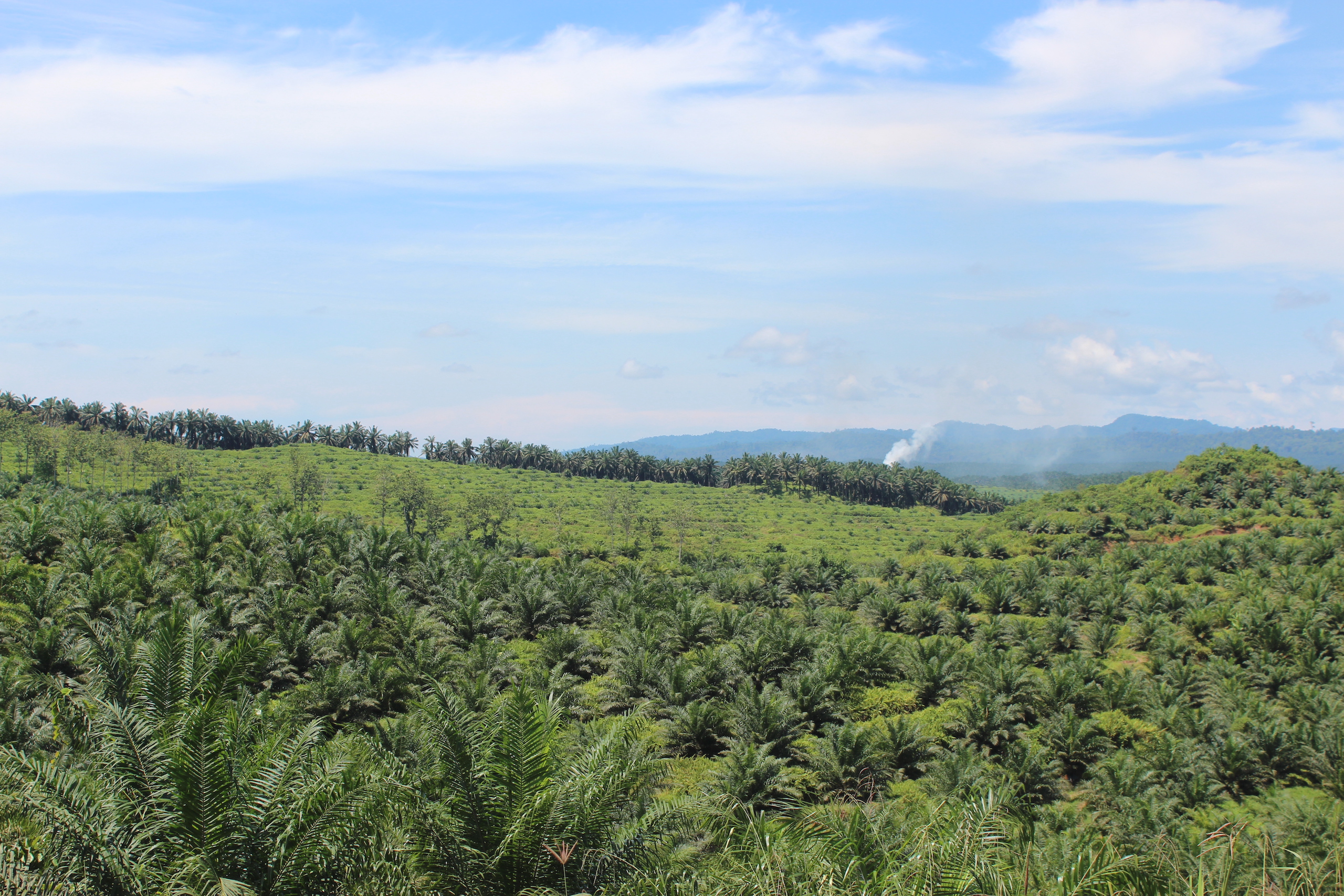 Oil palms growing on a plantation in Tabin, the largest wildlife reserve in Malaysia