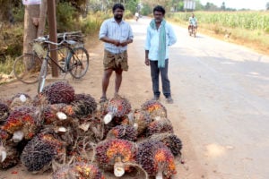 Two palm oil farmers at a pick-up point with their harvested palm oil fruit