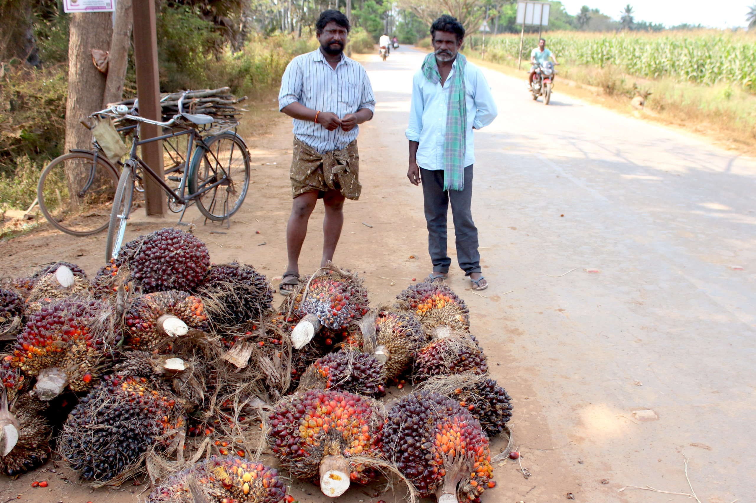 <p>Harvested palm oil fruit at a pick-up point in Sriramapuram, Andhra Pradesh (Image: Kevin Samuel / China Dialogue)</p>