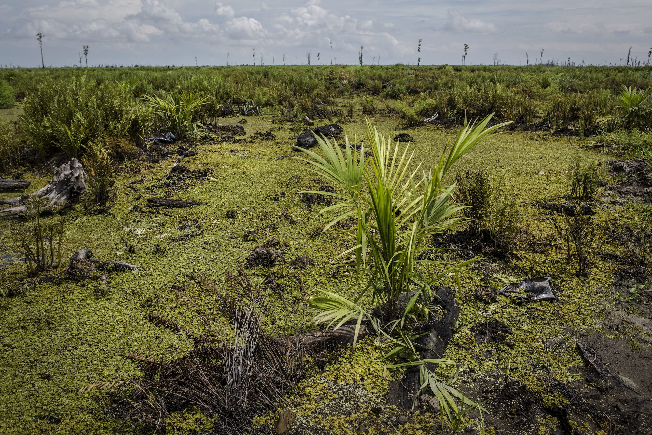 Newly planted palm oil seedling in the foreground, surrounded by deforested peatland, low bushy plants on a swamp