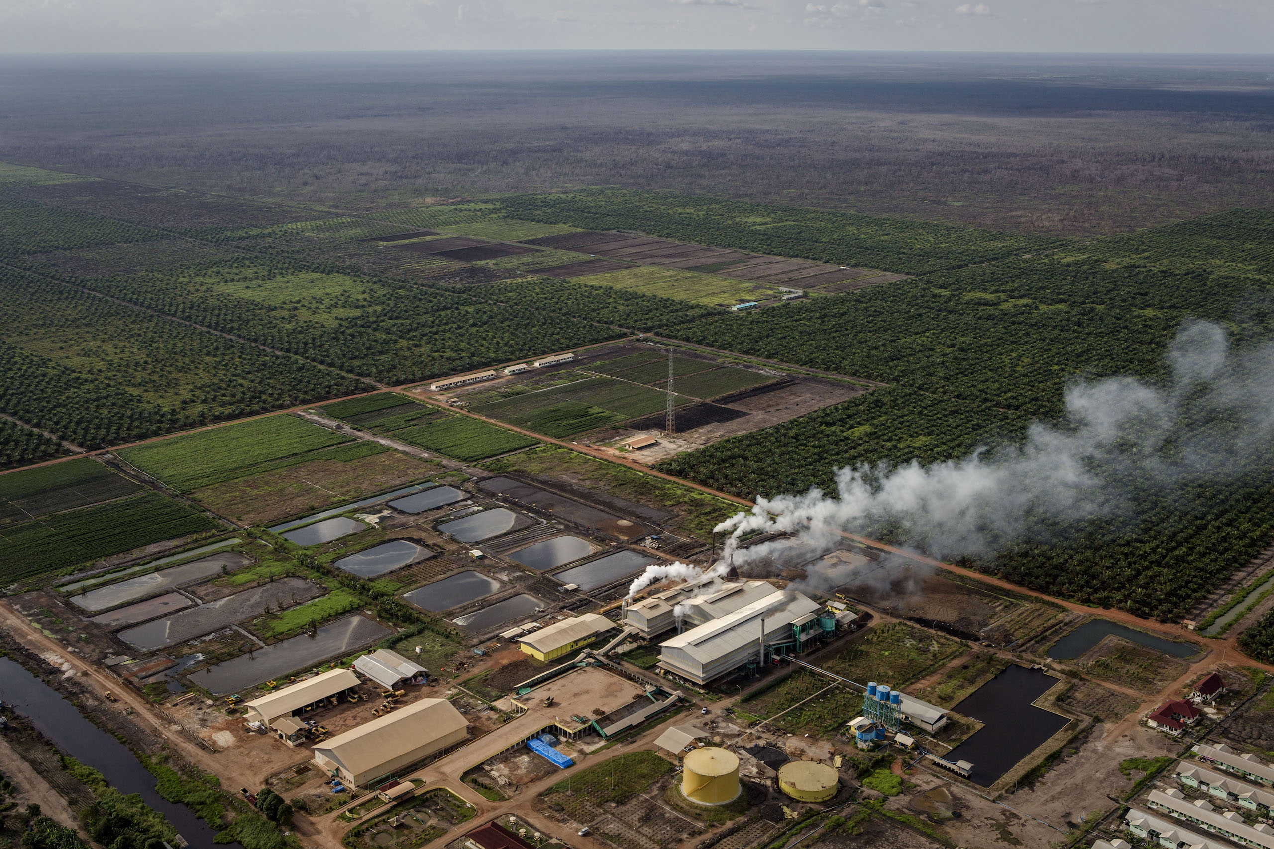 Aerial view of a palm oil mill, plume of smoke rising from a smokestack with low buildings, square ponds and surrounded by green oil palm fields