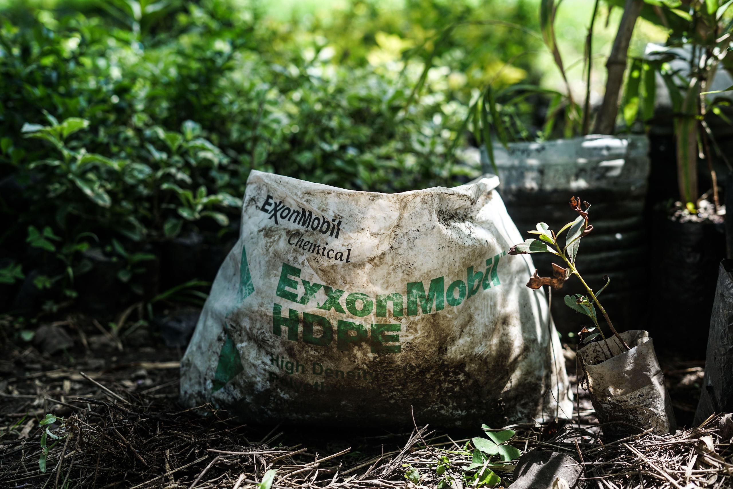 Tree seedlings propagated using Exxon Mobil's repurposed plastic packaging, lush green forest background