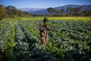 <p>A worker in a field of cabbage and arugula on an agroecological farm in Tucuman province, Argentina. Agroecology encourages methods that can help to reduce chemical inputs (Image: Union of Land Workers)</p>