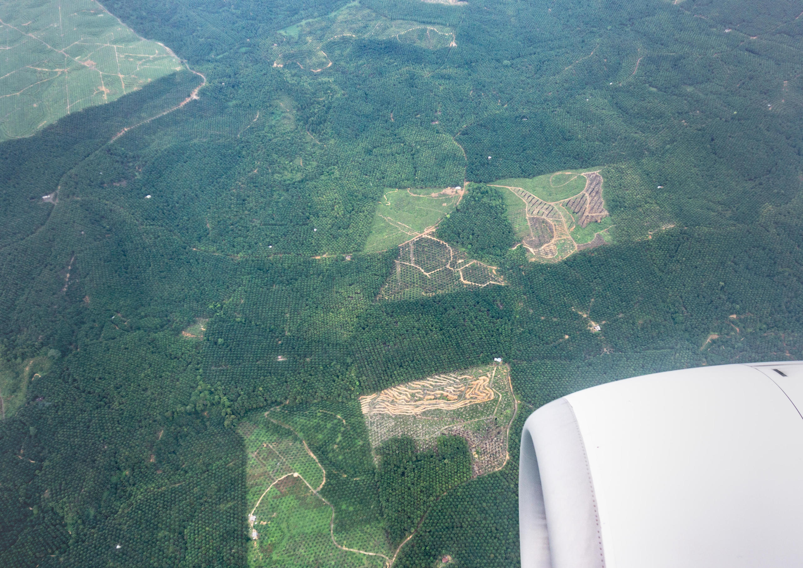Landscape below of expansive oil palm plantation in Sabah Borneo through plane window.